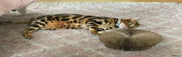 Bengal cats for sale: Mooshi & Summer – Bonded Pedigree Bengal & RB Pair - Advert 5