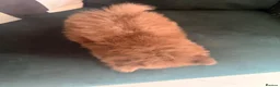 Pomeranian dogs for sale: Blue eyed Pomeranian pups  in Ramsgate - Advert 12