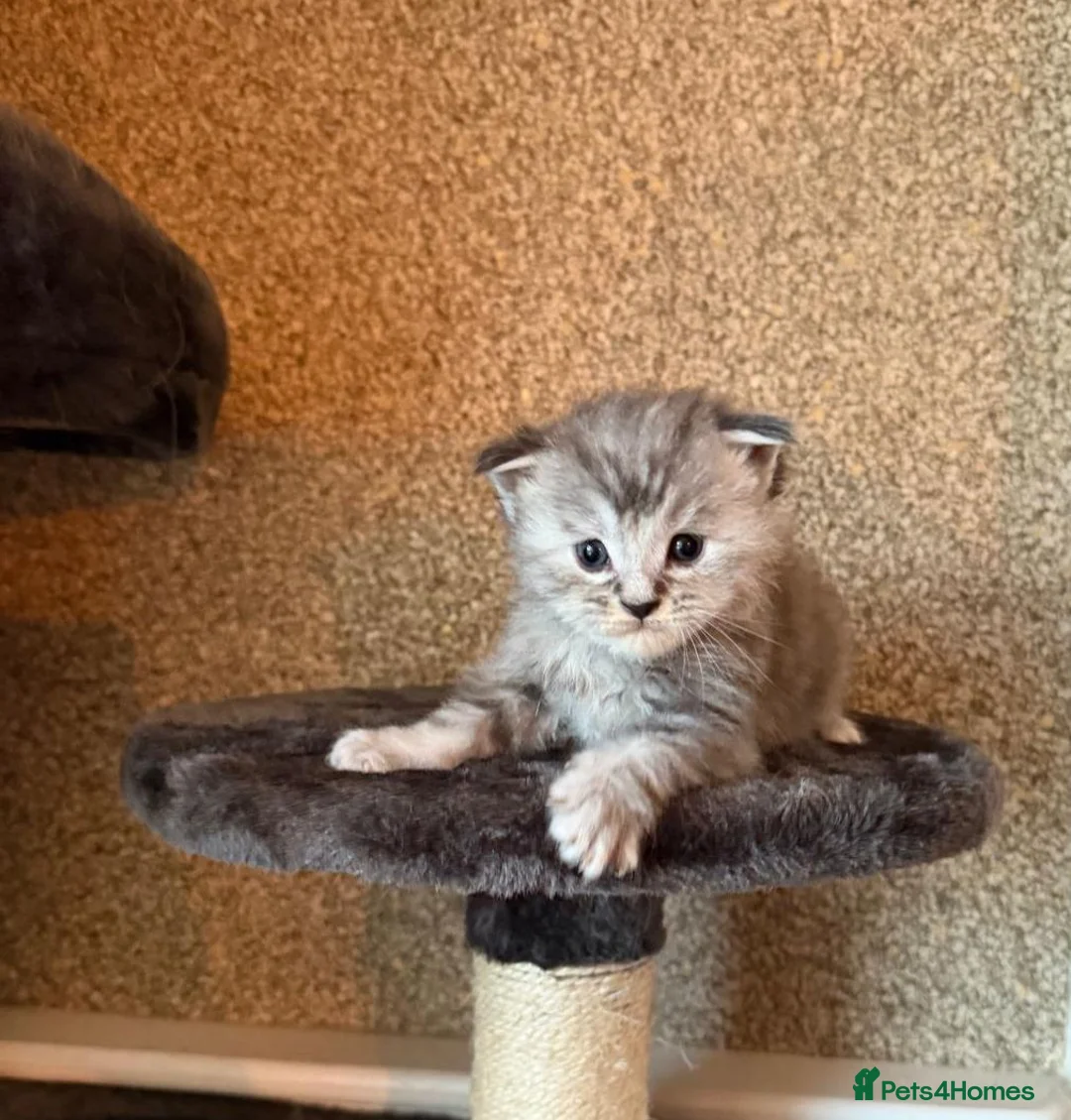 Maine Coon cats for sale: TICA pedigree registered Maine Coon kittens  in Newtownards - Advert 2