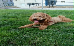 Cockapoo dogs for stud: (UNPROVEN) cockapoo male F3 available for stud   - Image 5