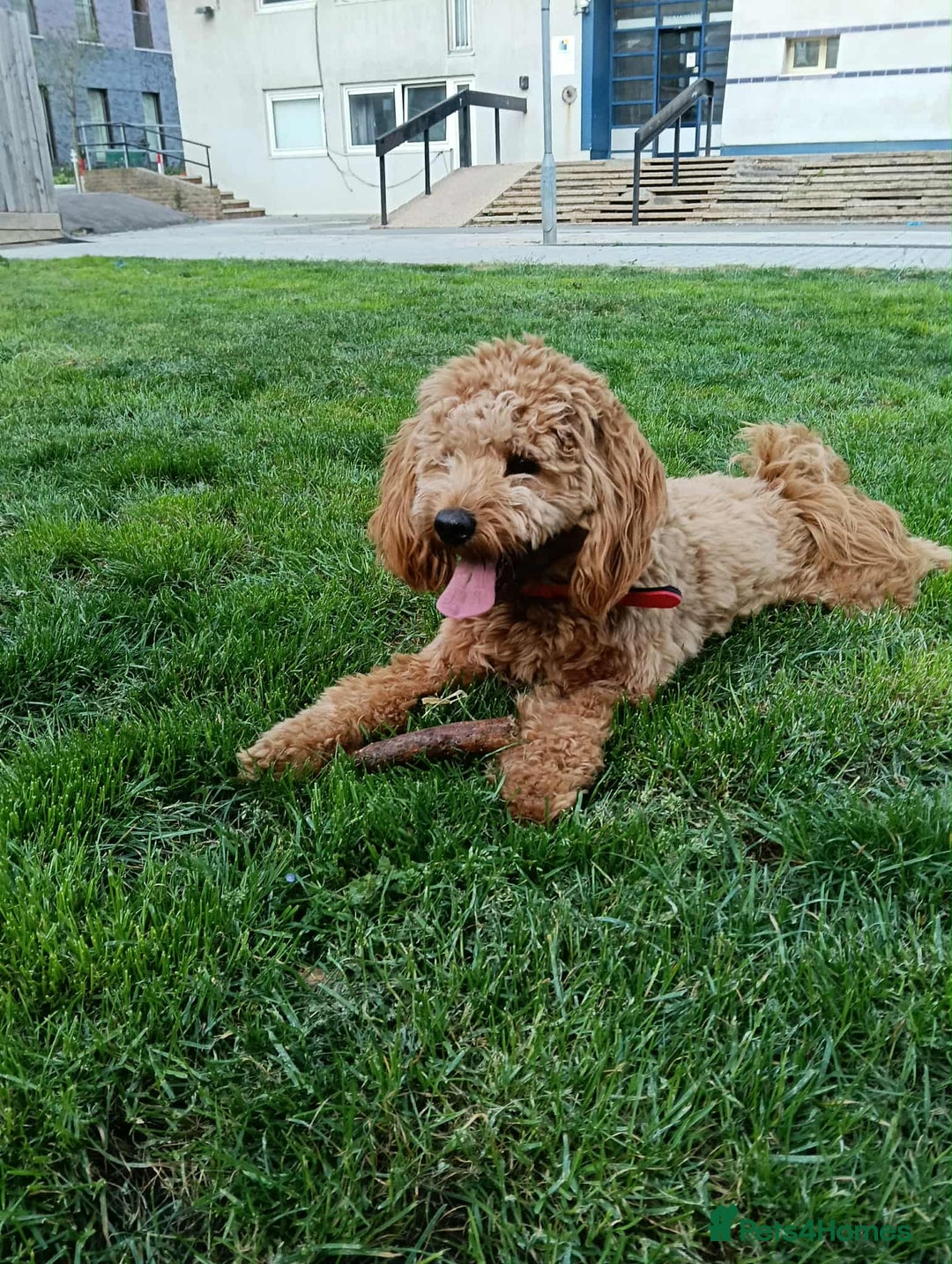 Cockapoo dogs for stud: (UNPROVEN) cockapoo male F3 available for stud   - Image 5