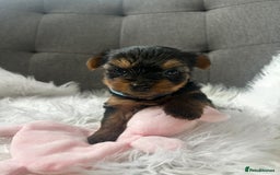 Yorkshire Terrier dogs for sale: Adorable Yorkshire Terrier Puppies✨ - Image 6