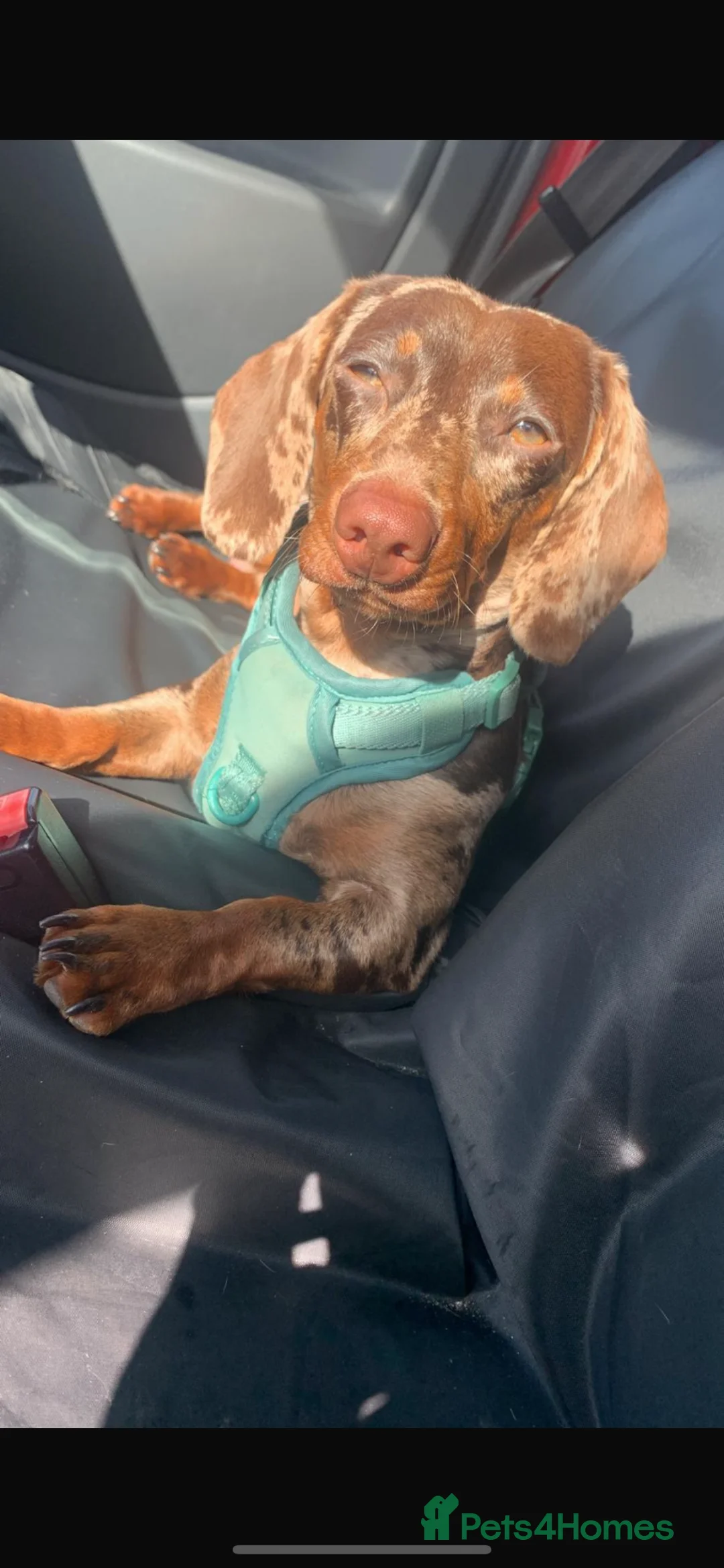 Dachshund dogs for stud: Male dapple dachshund  in Liverpool - Advert 9