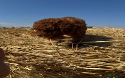 Toy Poodle dogs for sale: Toy Poodle Puppy – Red Apricot Girl - Image 21