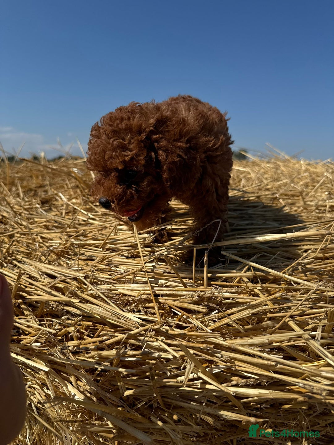 Toy Poodle dogs for sale: Toy Poodle Puppy – Red Apricot Girl - Image 21