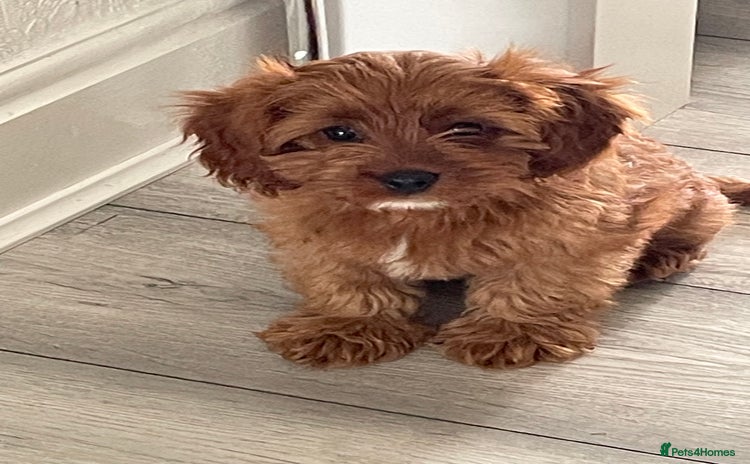 Cavapoo dogs - Advert 4
