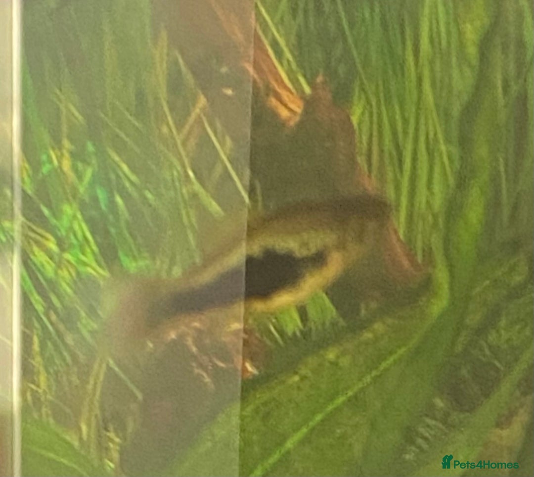 Platies fish for sale: Adult platte fish  - Image 4