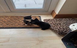Mixed Breed cats for sale: 3 beautiful little kittens ready for Christmas  - Advert 4