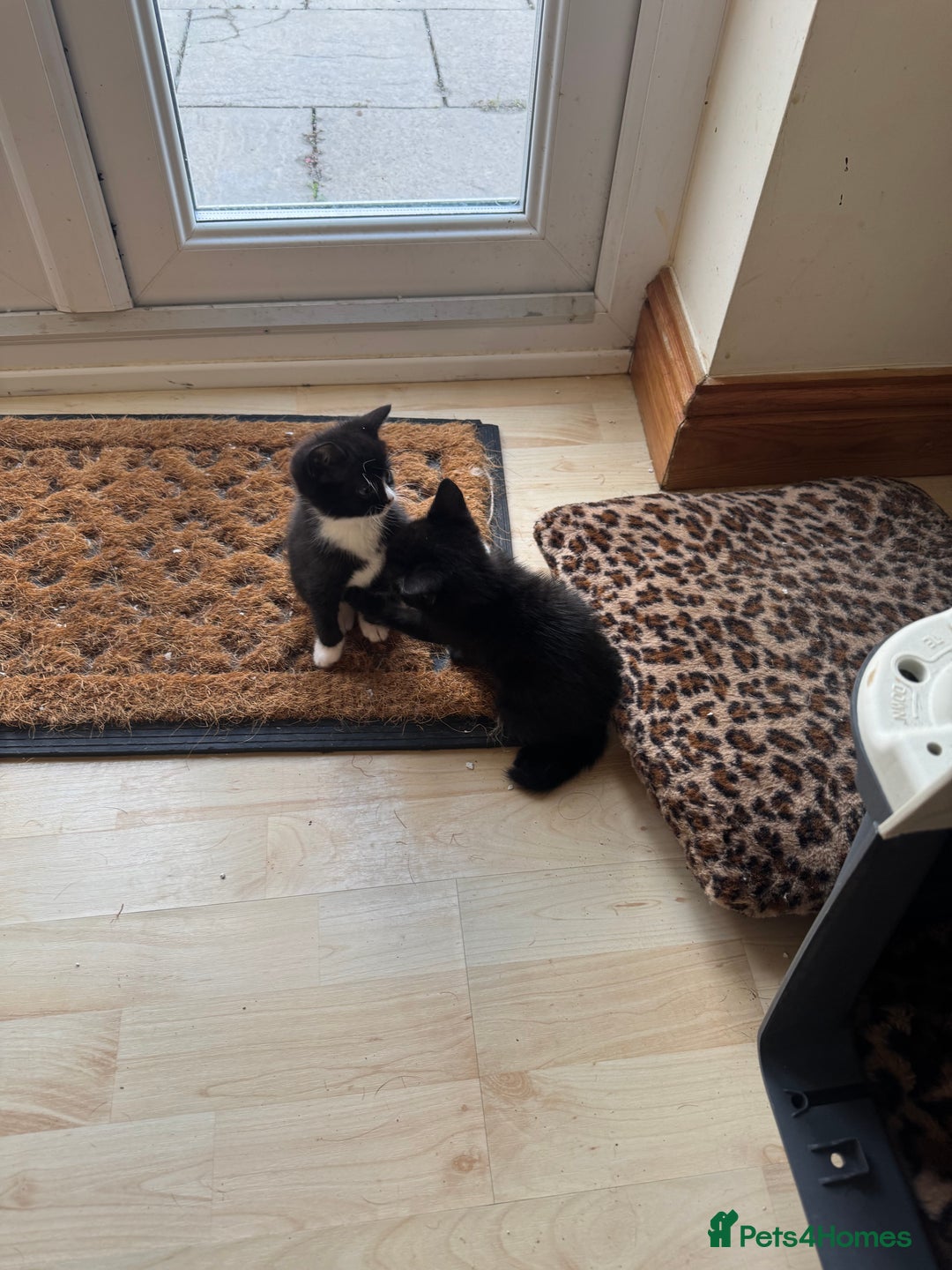 Mixed Breed cats for sale: 3 beautiful little kittens ready for Christmas  - Advert 4