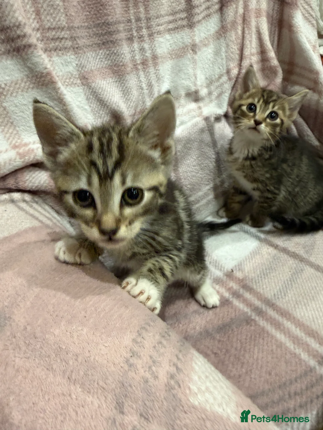 Mixed Breed cats for sale: Mixed breed kittens  - Advert 12