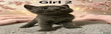 Domestic Shorthair 8