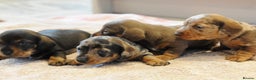 Miniature Dachshund dogs for sale: Beautiful Dappled Miniature Dachshund puppy - Advert 7