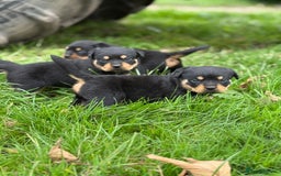 Rottweiler dogs for sale: KC Registered Rottweiler puppies  - Image 1