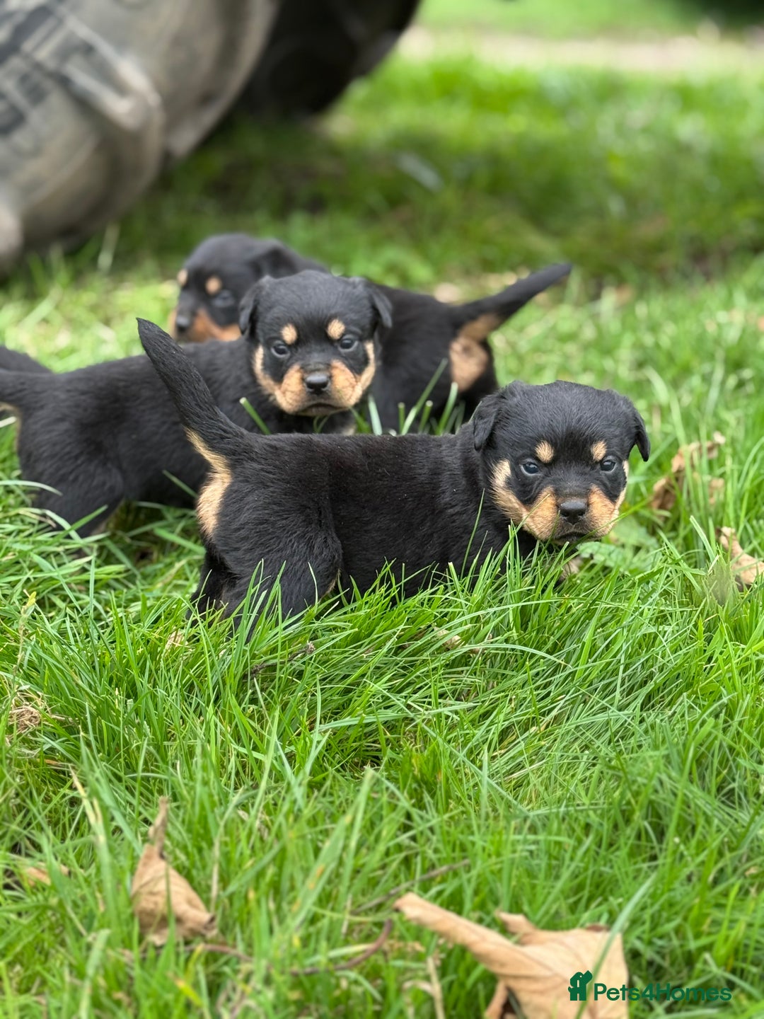 Rottweiler dogs for sale: KC Registered Rottweiler puppies  - Image 1
