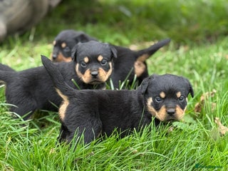 Rottweiler dogs - Advert 1