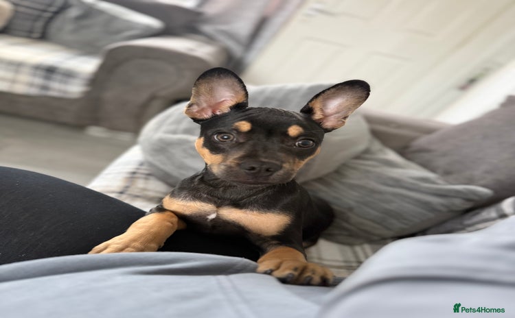 Mixed Breed dogs - Advert 1