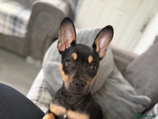 Mixed Breed dogs for sale - Advert 1