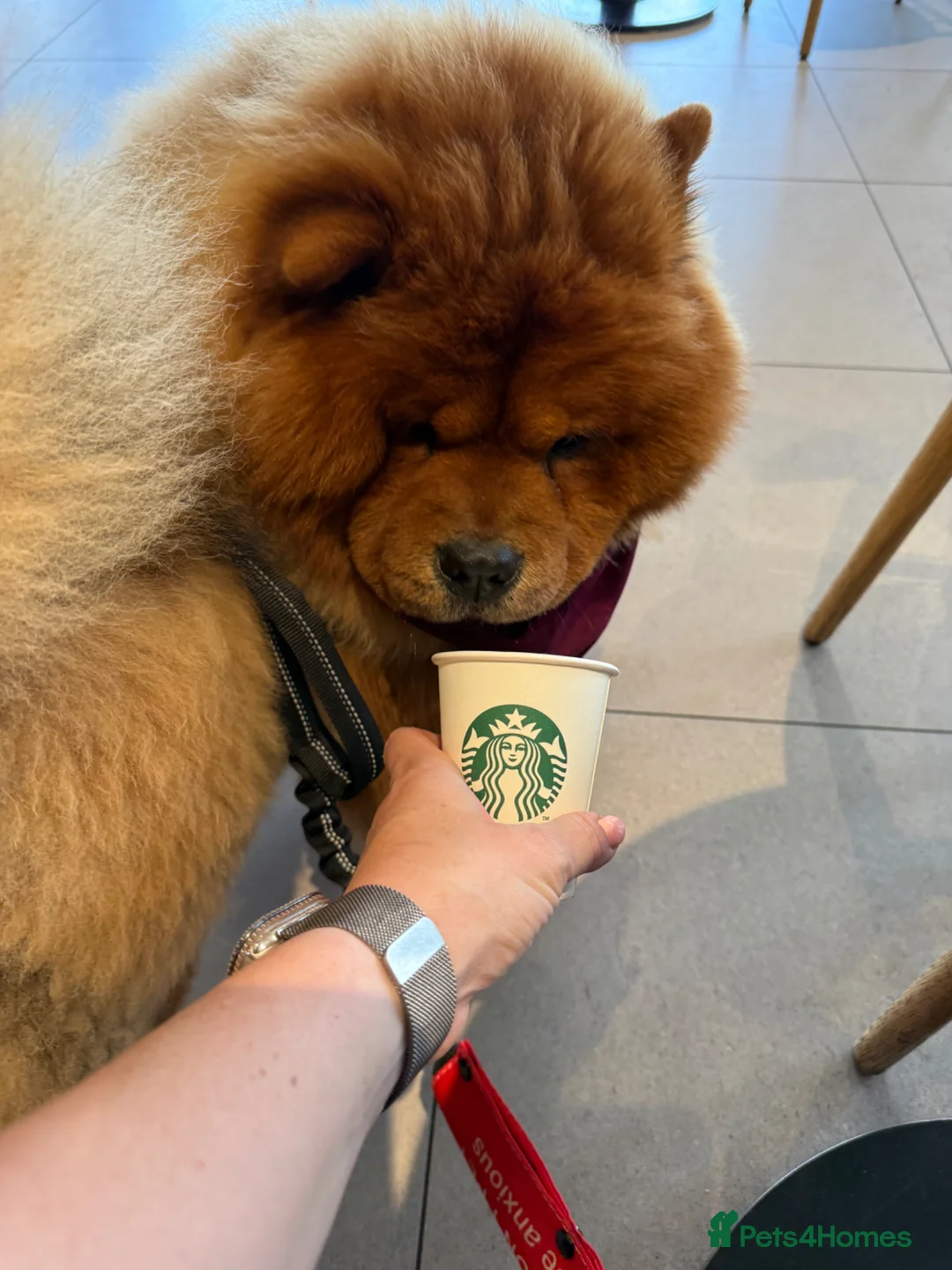 Chow Chow dogs for stud: ROLEX… Son of Crufts Imperial Champion  - Advert 2