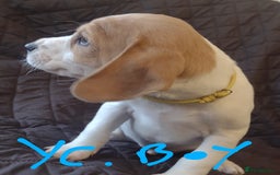 Jack Russell dogs for sale: Beautiful jack Russell puppies  - Image 6