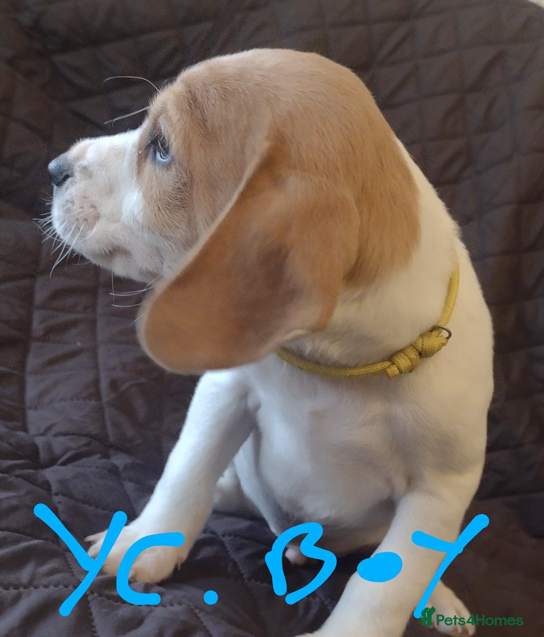 Jack Russell dogs for sale: Beautiful jack Russell puppies  - Image 6