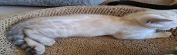 Bengal cats for sale: Mink x snow lynx bengal  - Advert 17