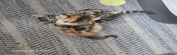 Mixed Breed cats for sale: Adorable Bengal x Shorthair Kittens  - Advert 15