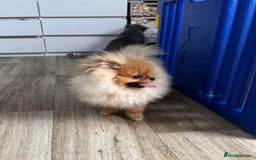Pomeranian dogs for sale: Champion KC registered Pomeranian  - Image 12