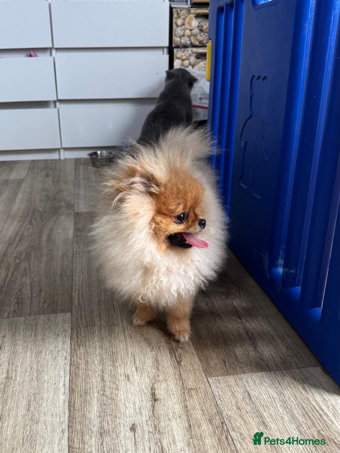 Pomeranian dogs for sale: Champion KC registered Pomeranian  - Image 12