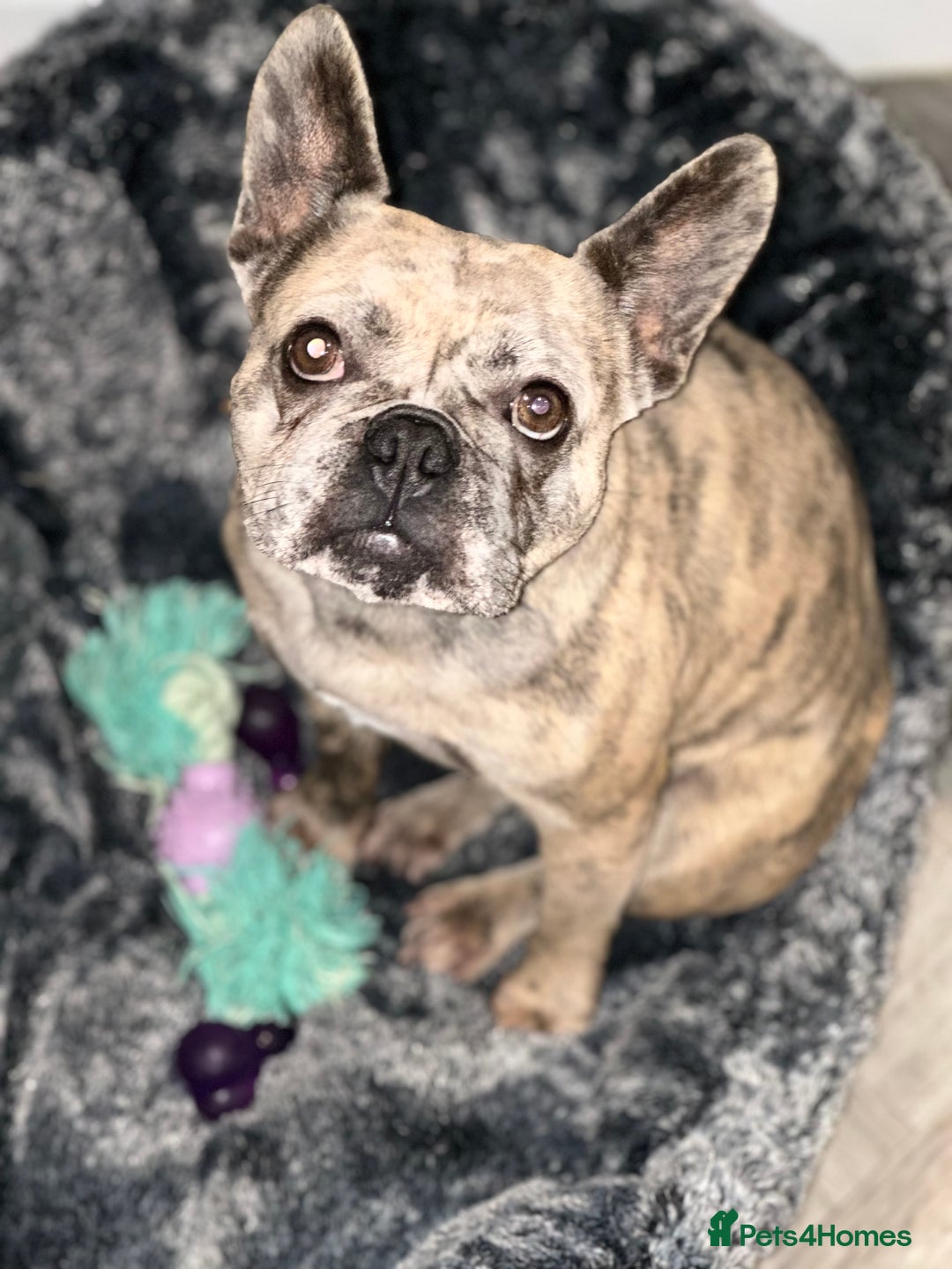 French Bulldog dogs for sale: Dottie & Bow  - Advert 4