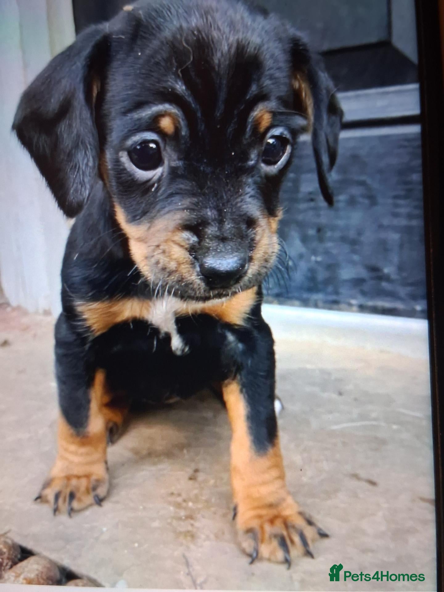 Mixed Breed dogs Patterpoos - Advert 12