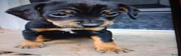 Mixed Breed dogs for sale: Patterpoos - Advert 12