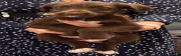 Mixed Breed dogs for sale: 4 mixed breed puppies for sale in Stoke-on-Trent - Advert 7