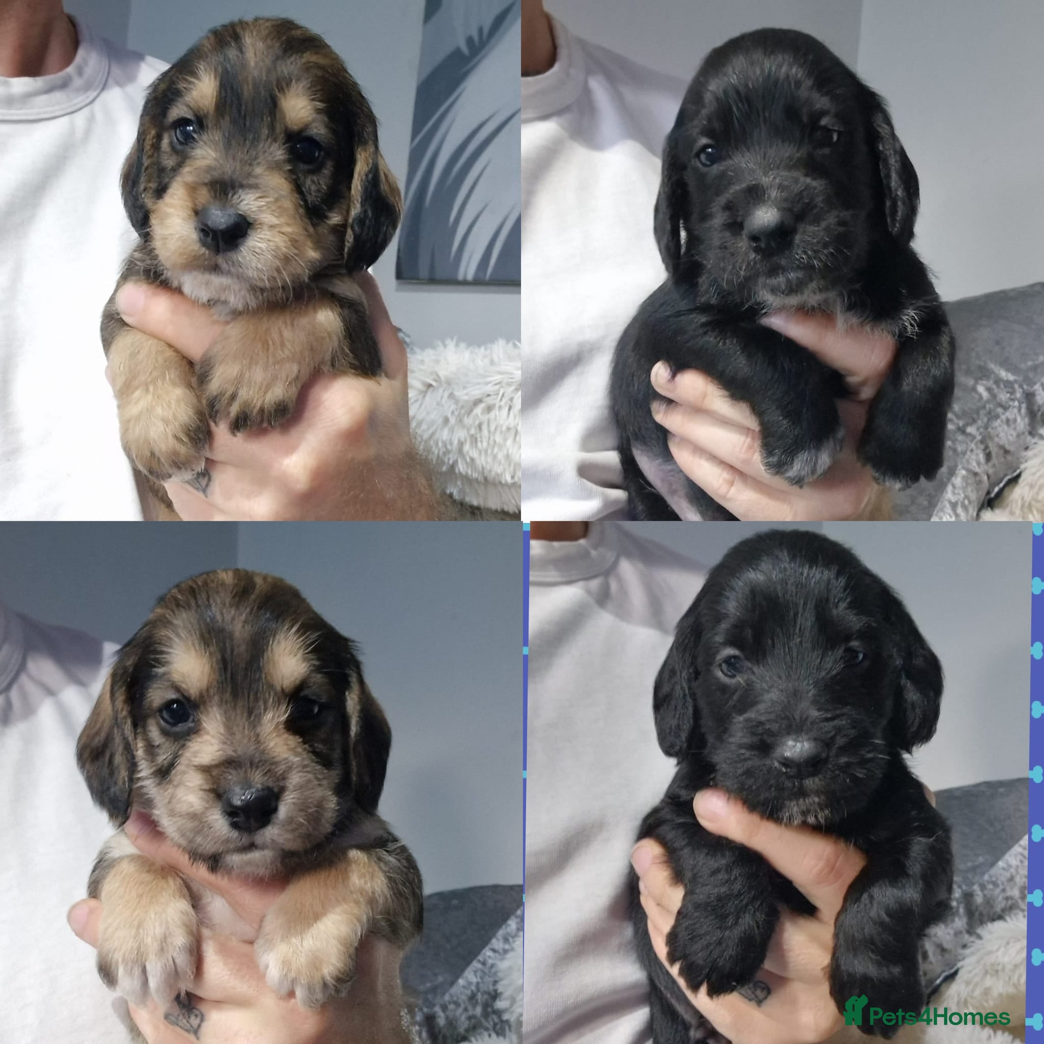 Mixed Breed dogs Fab Little Schnockers (mini schnauzer x cocker) - Advert 5