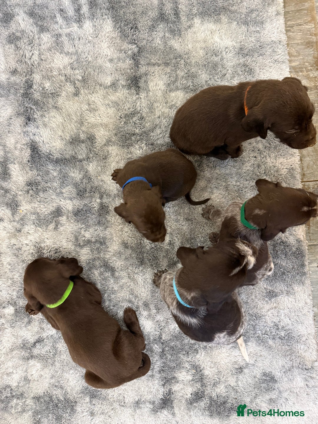 German Wirehaired Pointer dogs for sale: 11 German Wirehaired Pointer Puppys - Advert 21