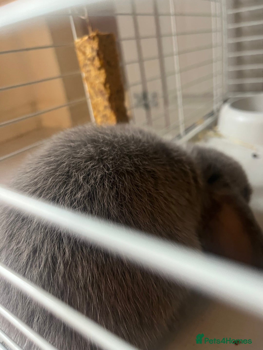 Mini Lop rabbits for sale: 2 baby mini lop bunnies  - Image 9