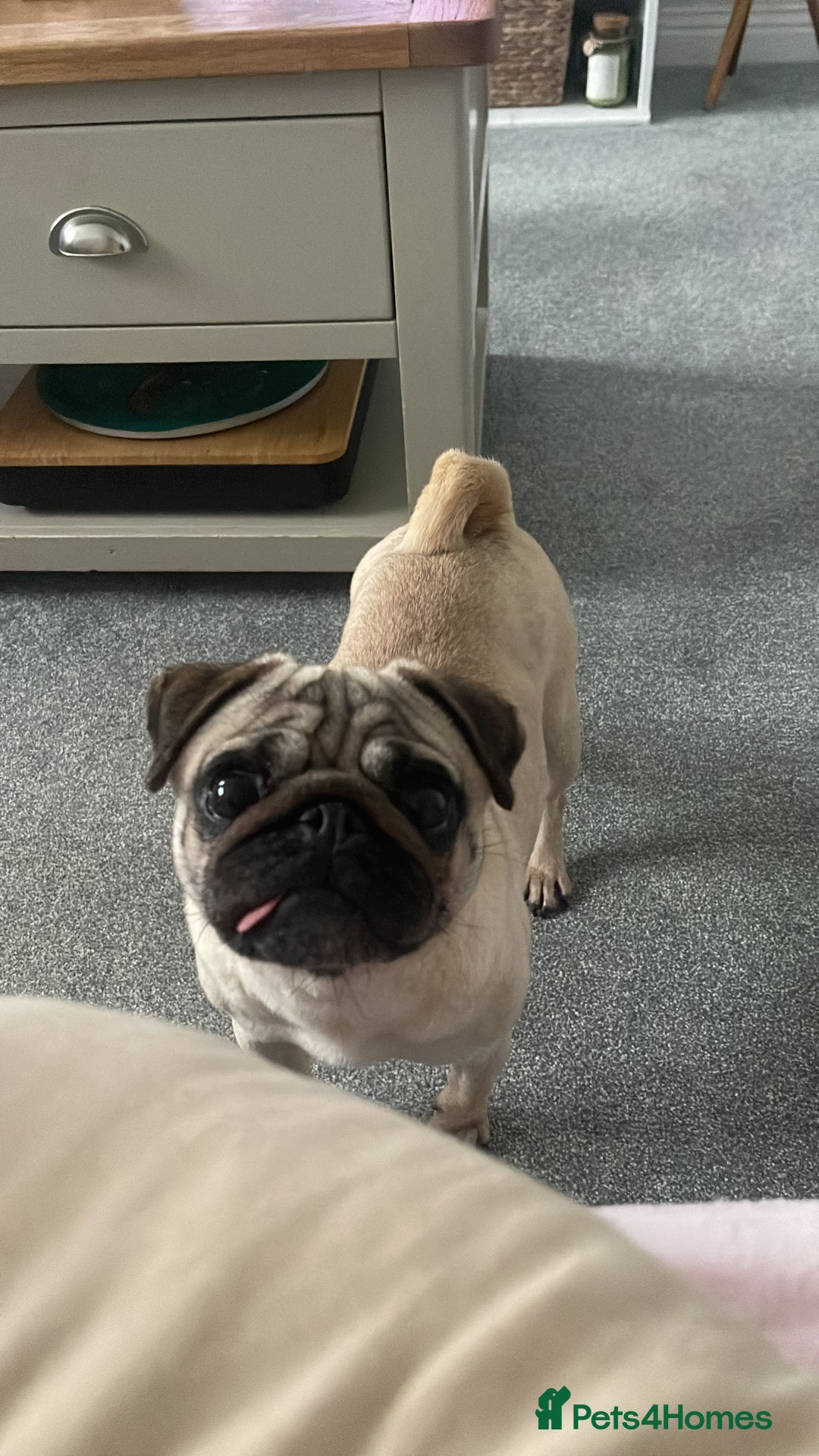 Pug dogs for sale: 5 year old female pug for sale  - Advert 2