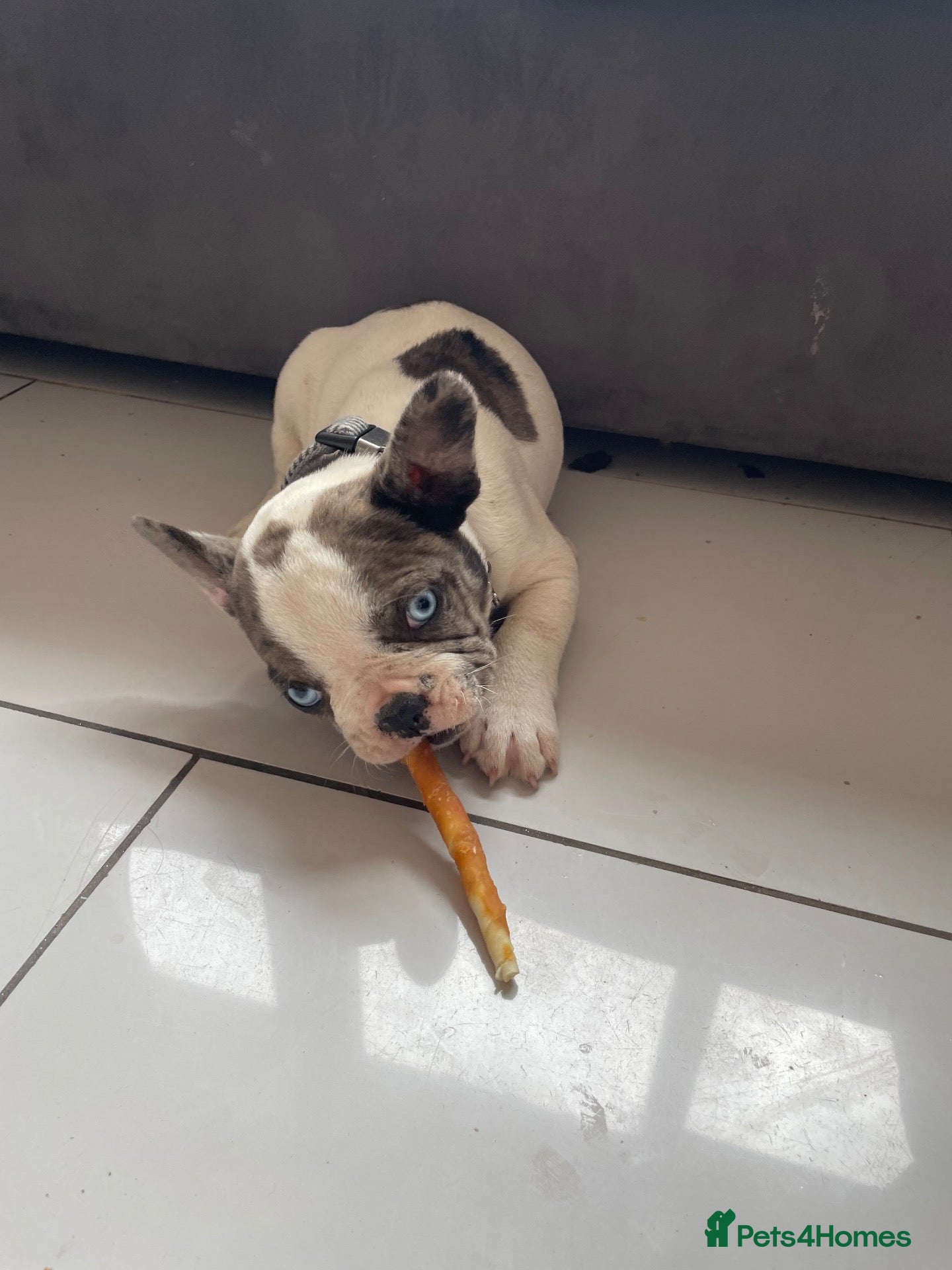 French Bulldog dogs French bulldog  - Advert 1