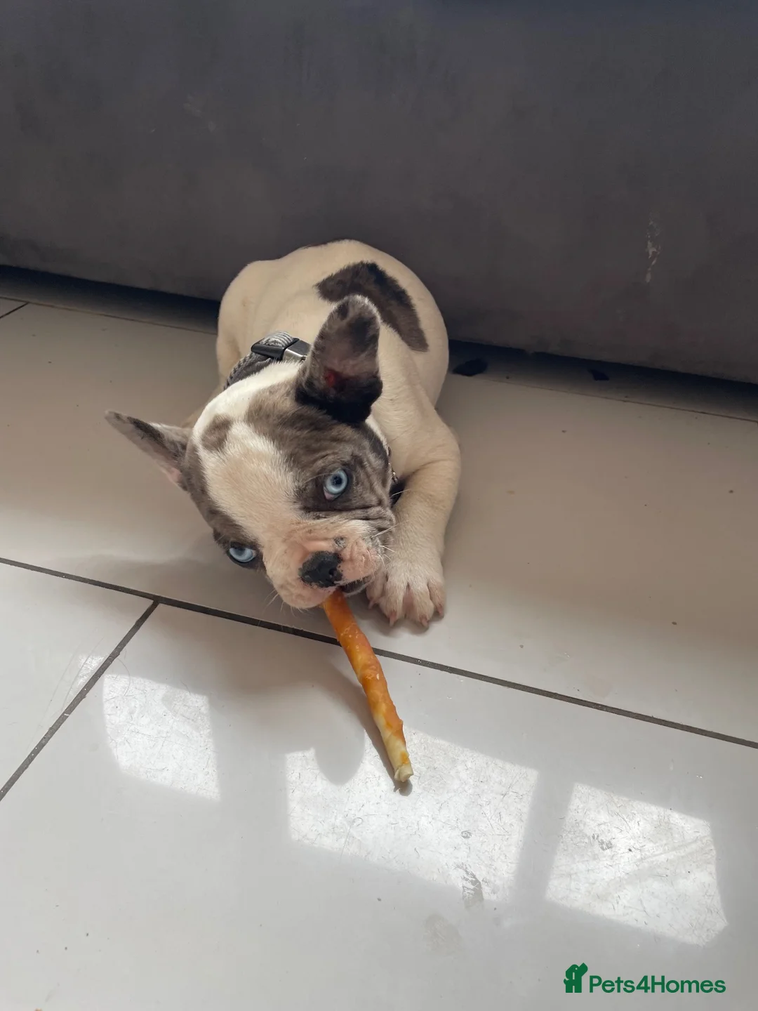 French Bulldog dogs for sale: French bulldog  - Advert 1