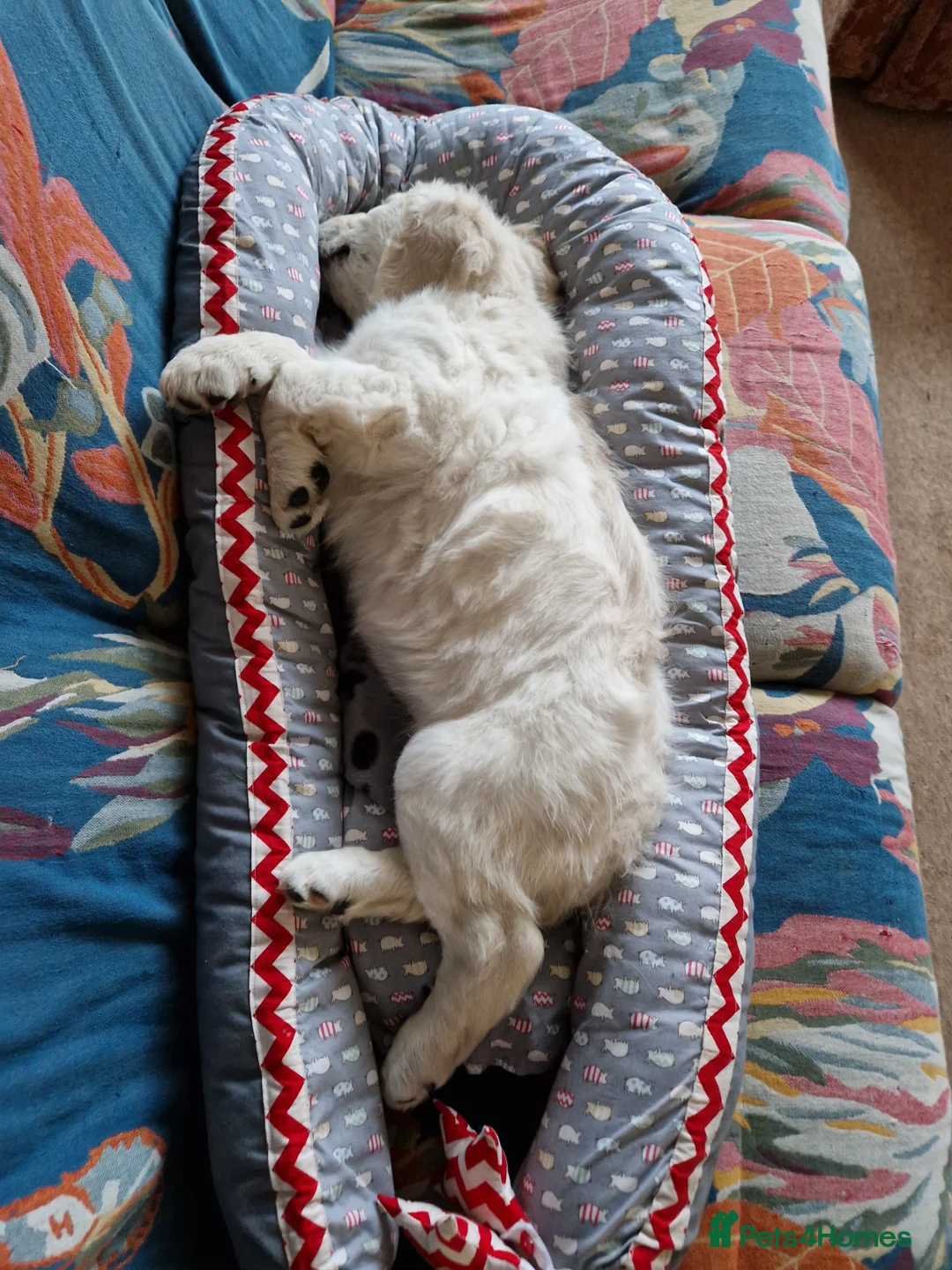 Goldendoodle dogs for sale: PEACHES 1 Year old Goldendoodle - Advert 13