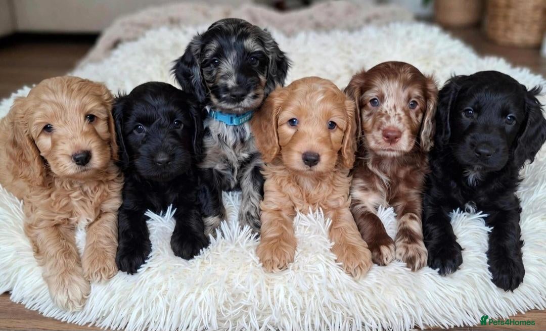 Cockapoo dogs 1 cockerpoo girl left, veiwings se9 eltham - Advert 1