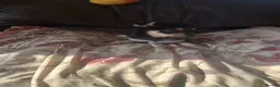 Chihuahua dogs for sale: 5 Beautiful Chihuahua Puppies For Sale  - Advert 25