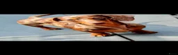 Miniature Dachshund dogs for sale: Chocolate dapple miniature Dachshund  - Advert 15