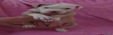 Poppy