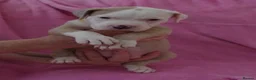 American Bulldog dogs for sale: Outstanding Merle American Bulldogs - Advert 7