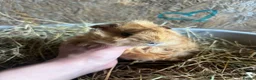 Guinea Pig rodents for sale: Friendly Young Guineapigs  - Advert 5