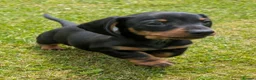 Miniature Dachshund dogs for sale: Quality KC/ PRA clear Miniature Dachshund Puppies  - Advert 14