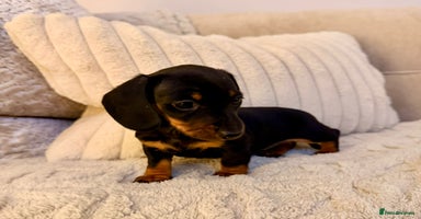 Miniature Dachshund dogs OUTSTANDING SMOOTH MINI DACHSHUNDS  - Advert 5