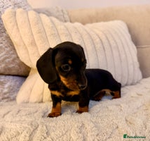 Miniature Dachshund dogs OUTSTANDING SMOOTH MINI DACHSHUNDS - Advert 8