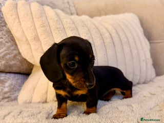Miniature Dachshund dogs OUTSTANDING SMOOTH MINI DACHSHUNDS - Advert 2