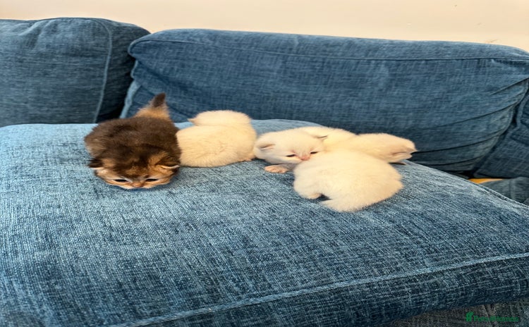 British Longhair cats - Advert 4